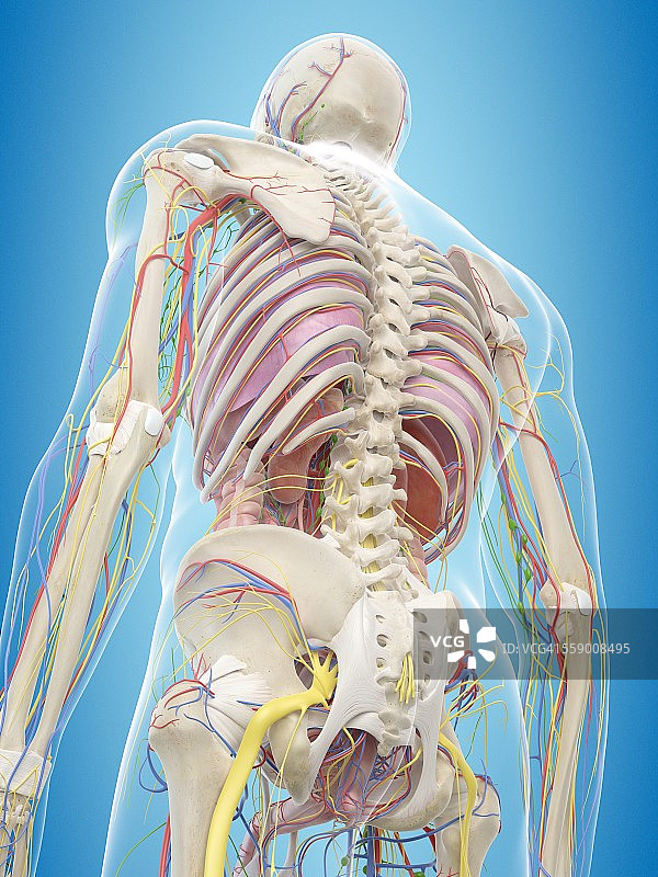 人体背部解剖结构图图片素材