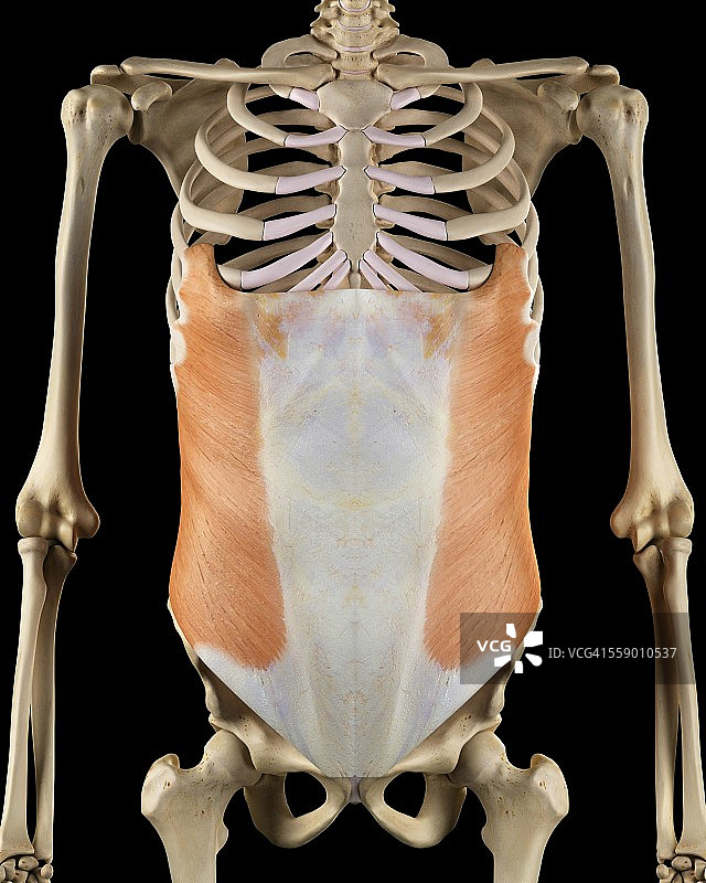 人体肌肉系统插图图片素材