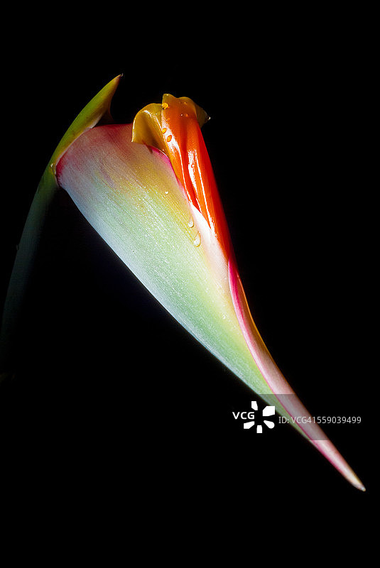 艺术：天堂鸟图片素材