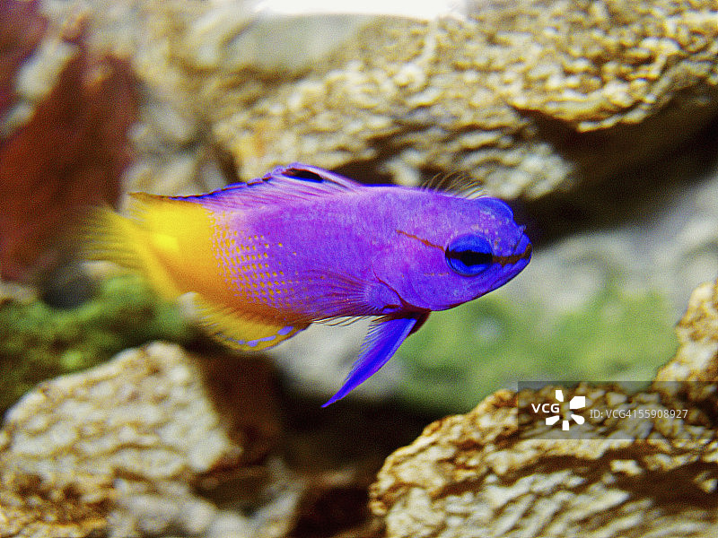 皇家丝鲈图片素材