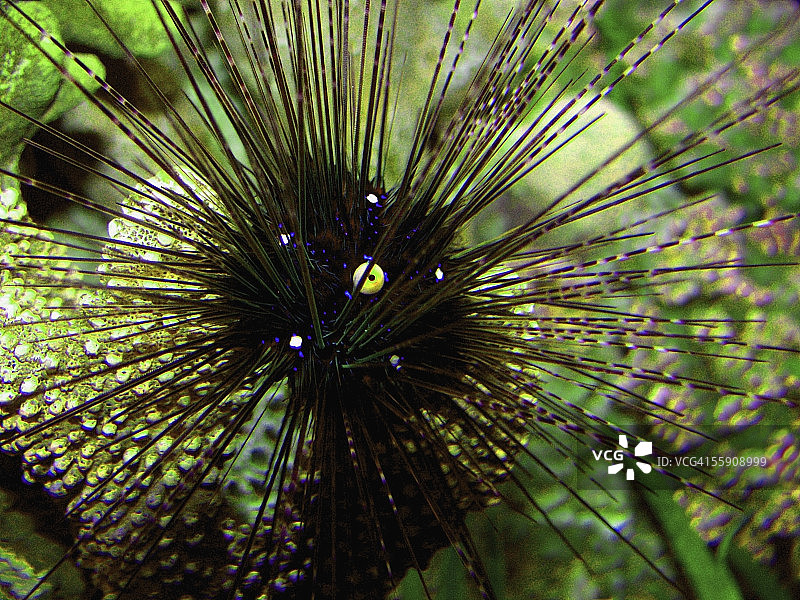 长刺海胆图片素材