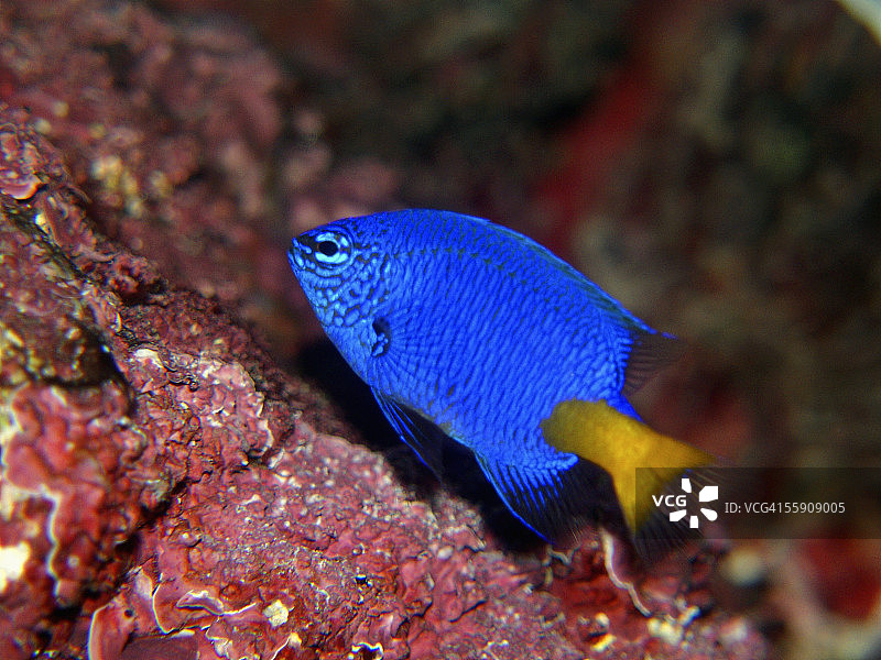 斐济魔雀鲷图片素材