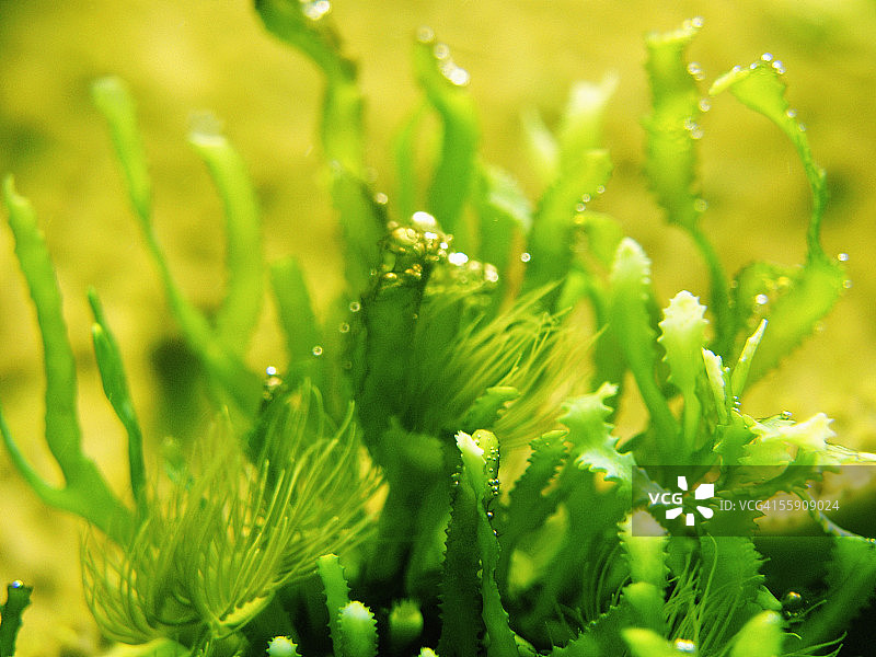 肠浒苔图片素材
