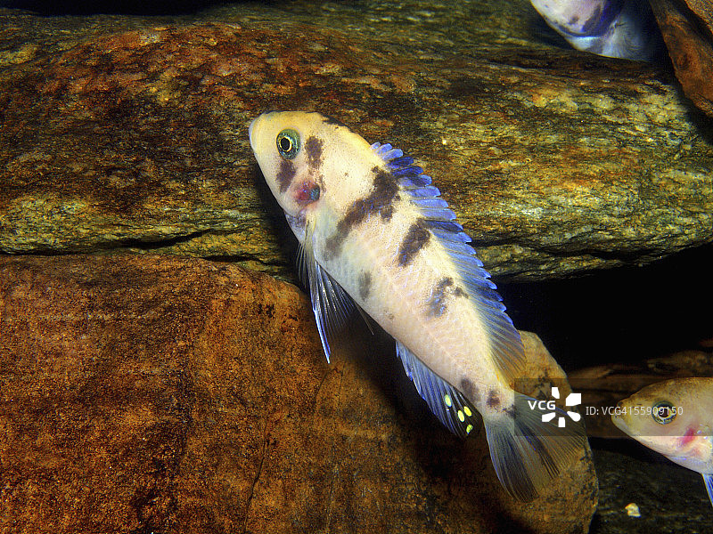 拿骚石斑鱼图片素材