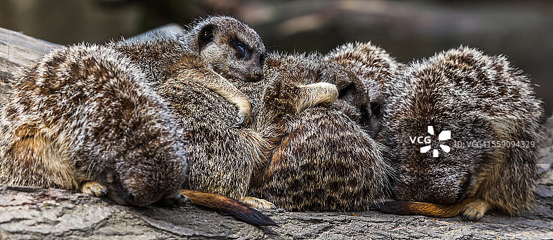 沙丘猫聚集在一起图片素材