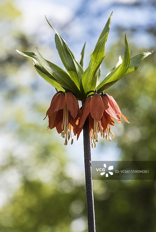 贝母“曙光”图片素材