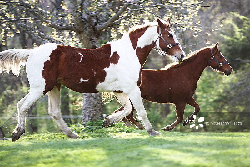 奔跑的马群图片素材