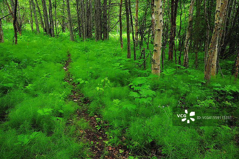 阿拉斯加小径图片素材