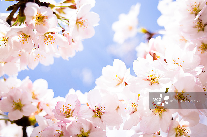 盛开的樱花图片素材