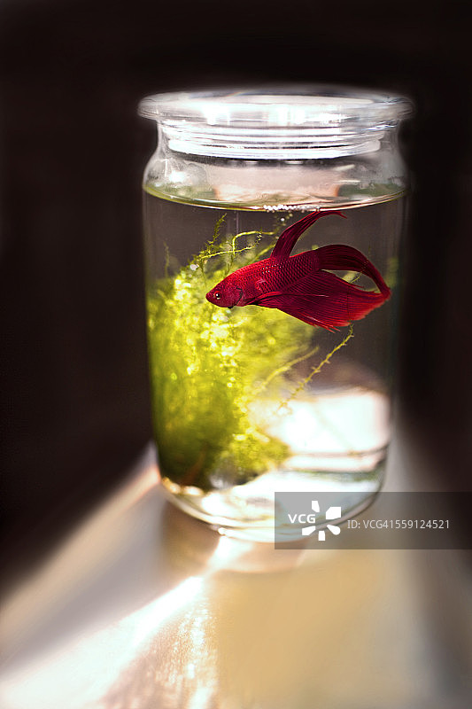 玻璃缸中的红色暹罗斗鱼图片素材