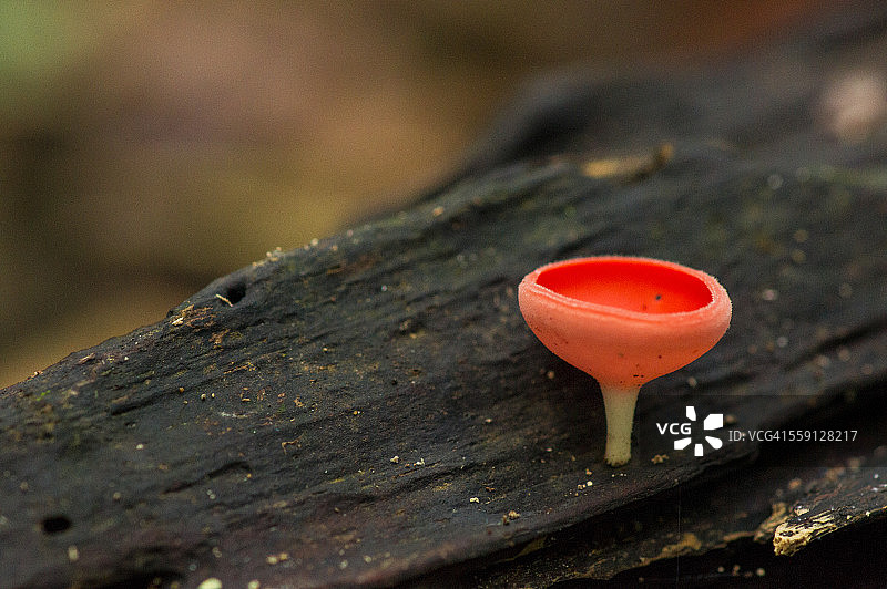 雨林中的红色小杯菌图片素材
