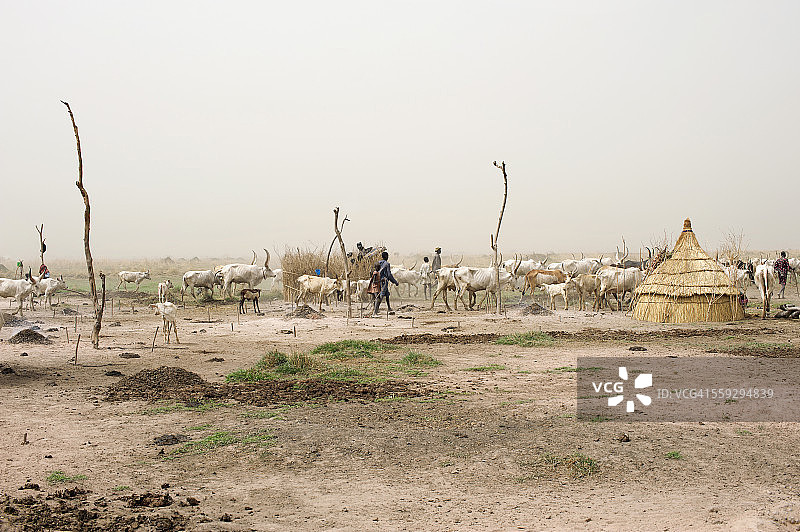 南苏丹的牛营图片素材