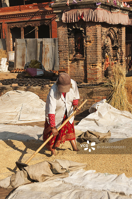 女人耙稻谷进行晾晒图片素材