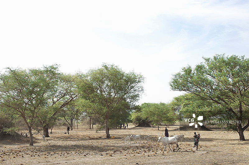 丁卡族牲畜营地，南苏丹图片素材
