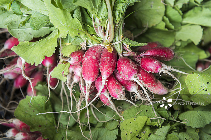 有机农业图片素材