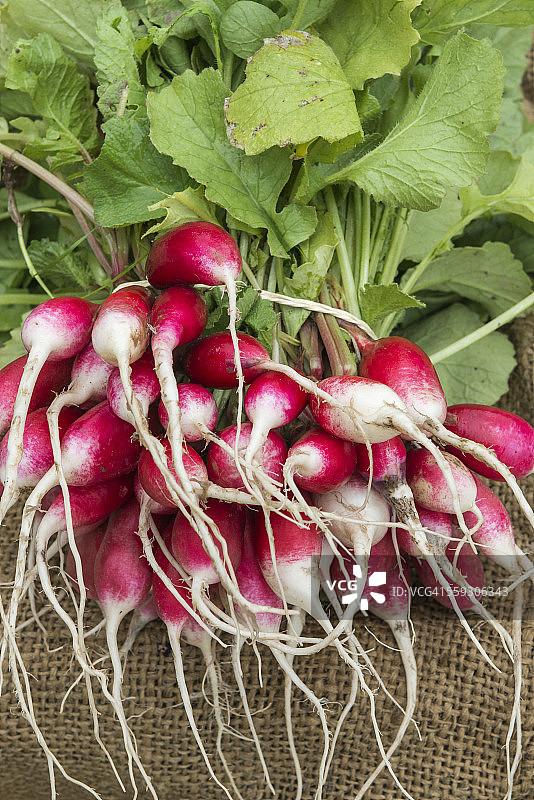 有机农业图片素材