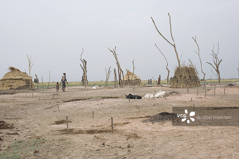 南苏丹丁卡族牲畜营地图片素材