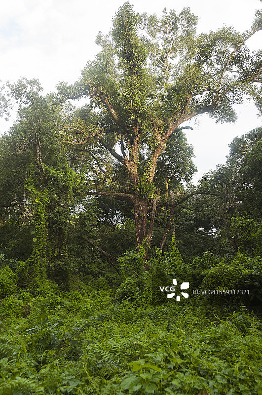 奇特旺国家公园丛林景观图片素材