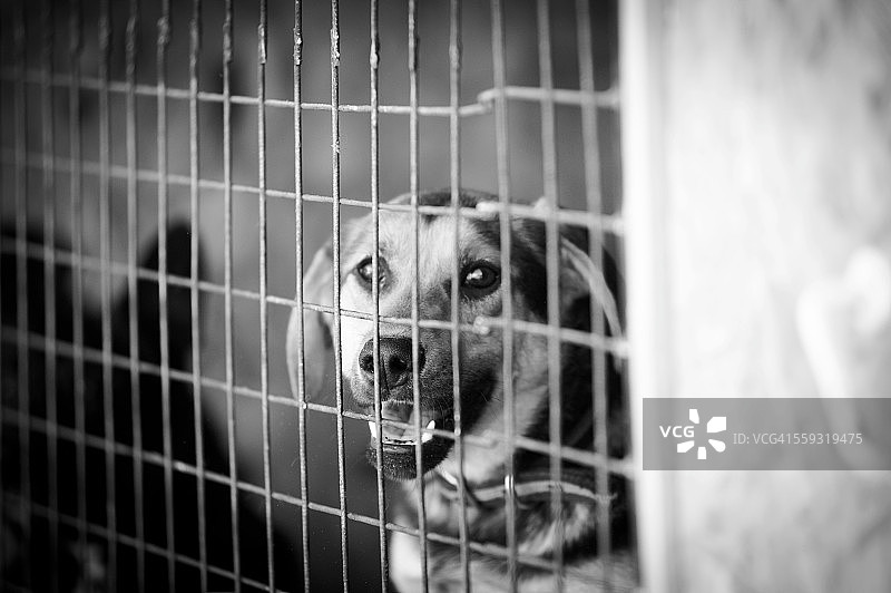 流浪狗收容所图片素材