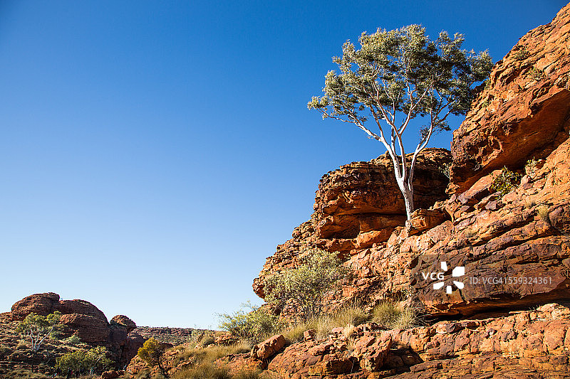 幽灵桉树，澳大利亚国王峡谷图片素材