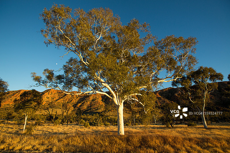 幽灵桉树，爱丽斯泉，澳大利亚图片素材