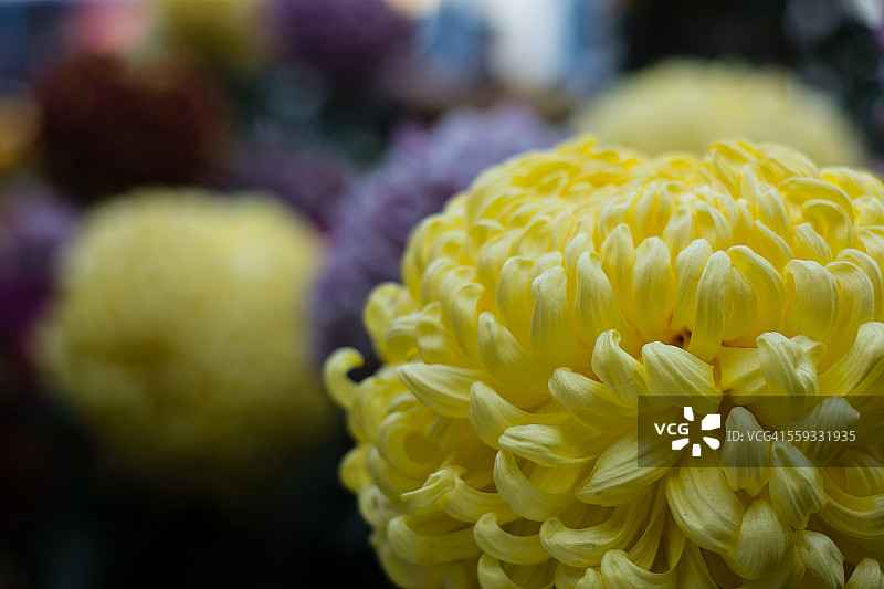 黄色的花图片素材