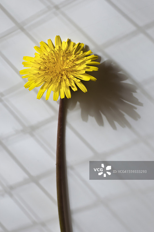 温布尔登的一天图片素材