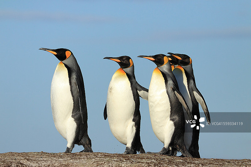 福克兰群岛志愿岬的国王企鹅图片素材