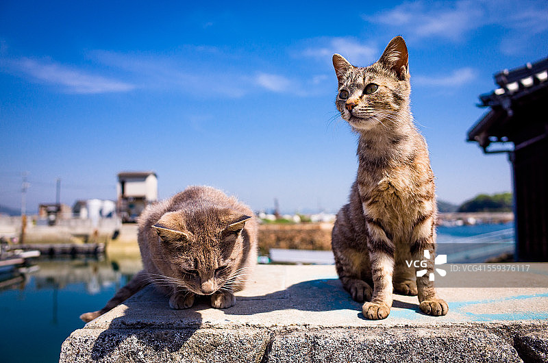 两只猫在港口生活图片素材