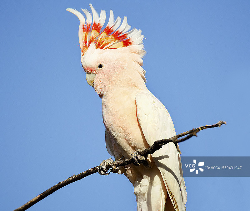 米切尔少校凤头鹦鹉图片素材