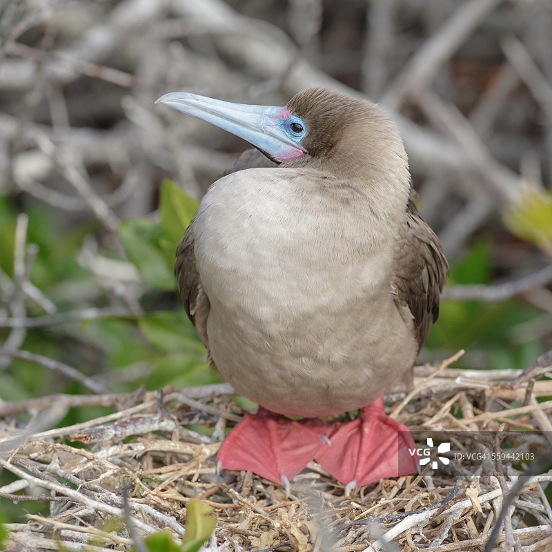动物的眼神接触图片素材