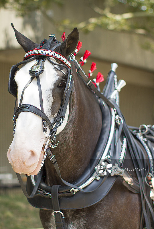 动物的眼神接触图片素材