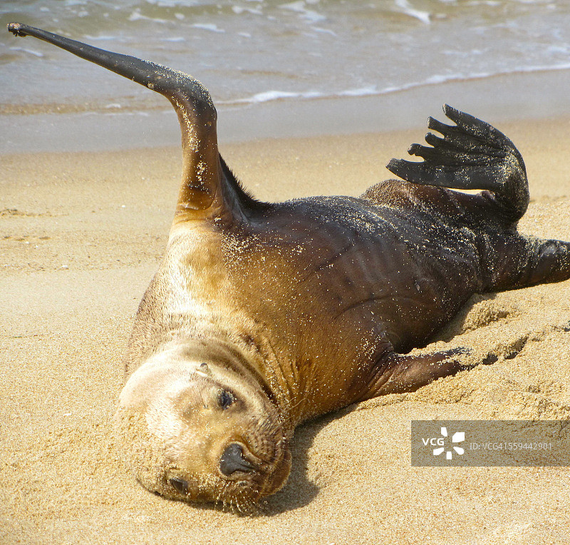 动物的眼神接触图片素材