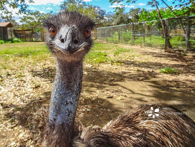动物的眼神接触图片素材