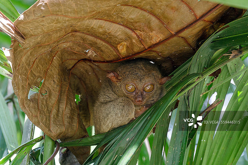 菲律宾保和岛的可爱眼镜猴图片素材