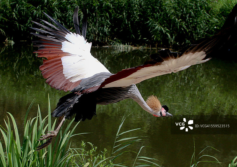 灰冕鹤起飞图片素材