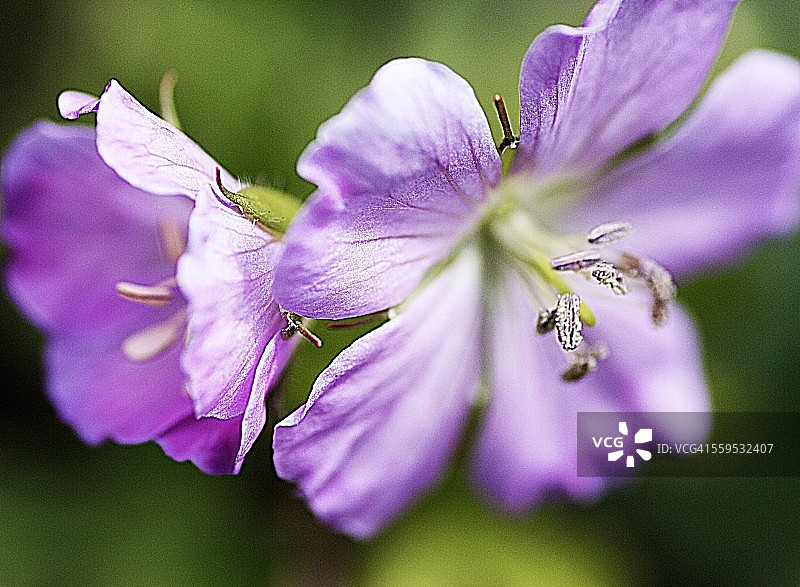 五瓣花图片素材