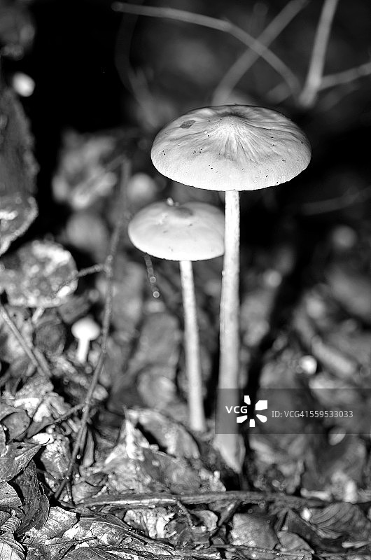 胶柄小奥德蘑菇图片素材