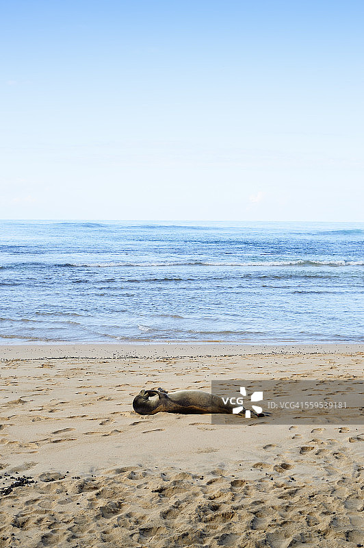 美国夏威夷哈纳雷的基海滩上躺着夏威夷僧海豹图片素材