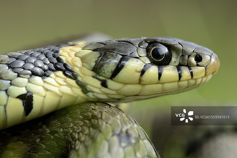 草蛇的特写图片素材