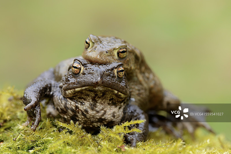 正在交配的中华蟾蜍图片素材
