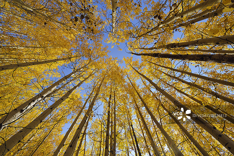 美国怀俄明州大提顿国家公园秋叶白杨树图片素材
