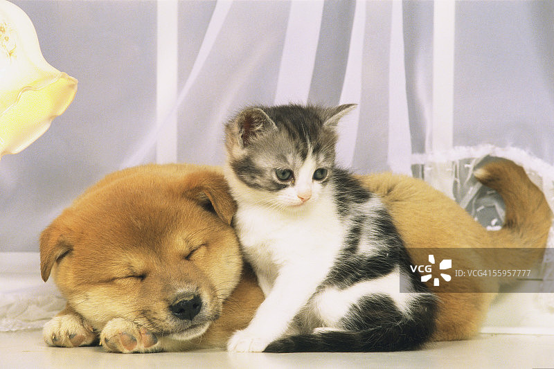 小狗和小猫图片素材