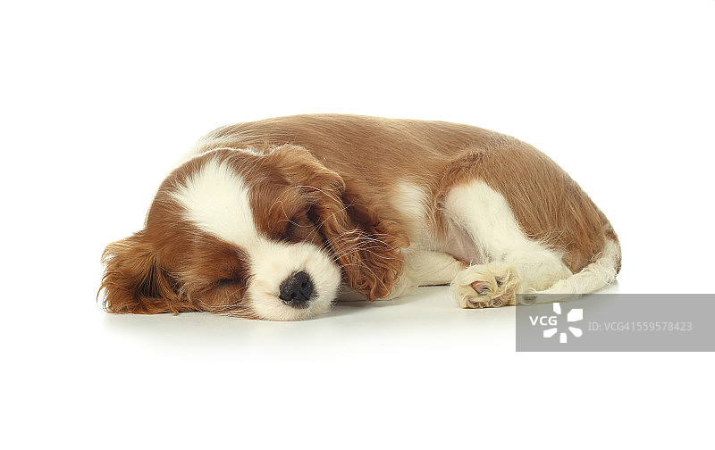 白色小睡的幼犬图片素材