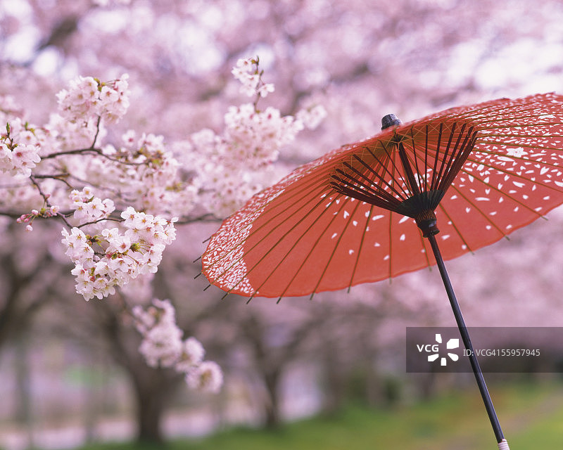 樱花图片素材
