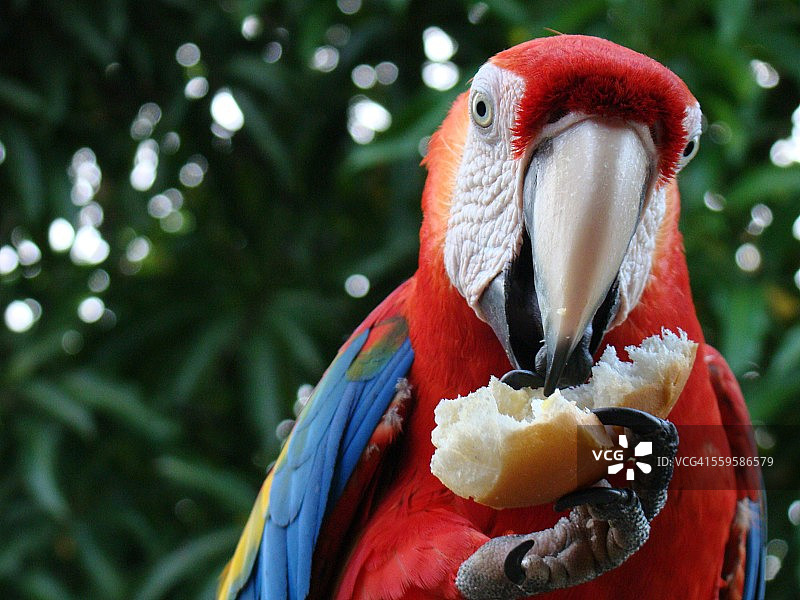 红金刚鹦鹉图片素材