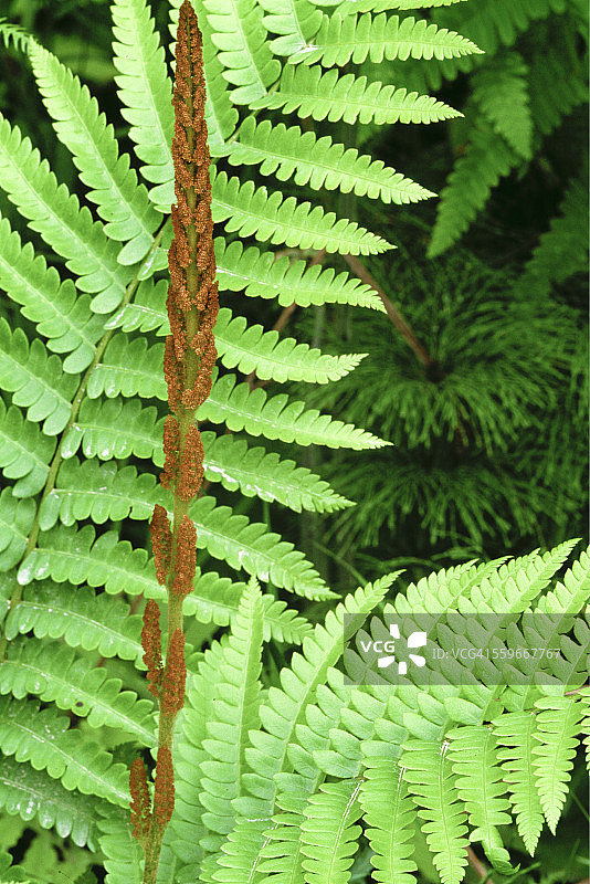 肉桂蕨图片素材