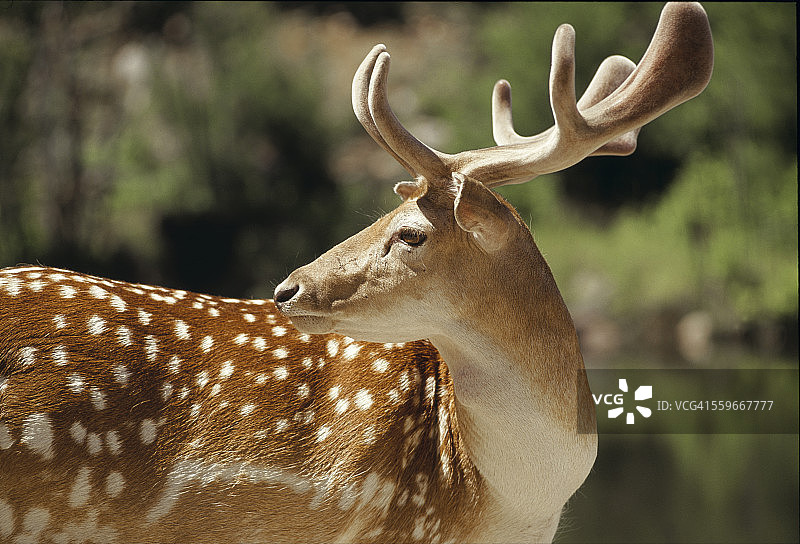 鹿观察周围环境图片素材