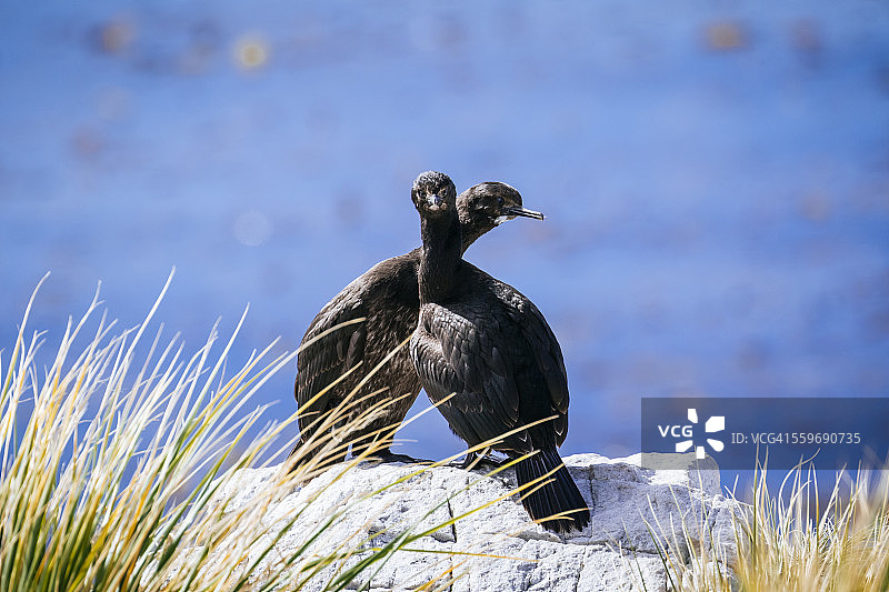 小海鸬鹚，吉普赛湾图片素材
