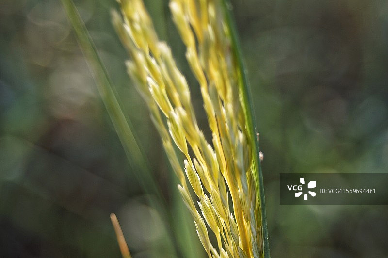 海滩草图片素材